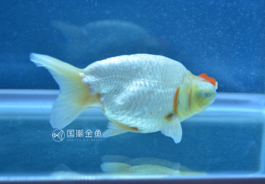 怎么养鱼缸里的鱼成活率才高,小鱼缸养什么鱼好养活新手