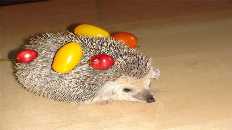 养刺猬宝宝的第一天,刺猬宝宝的养殖方法