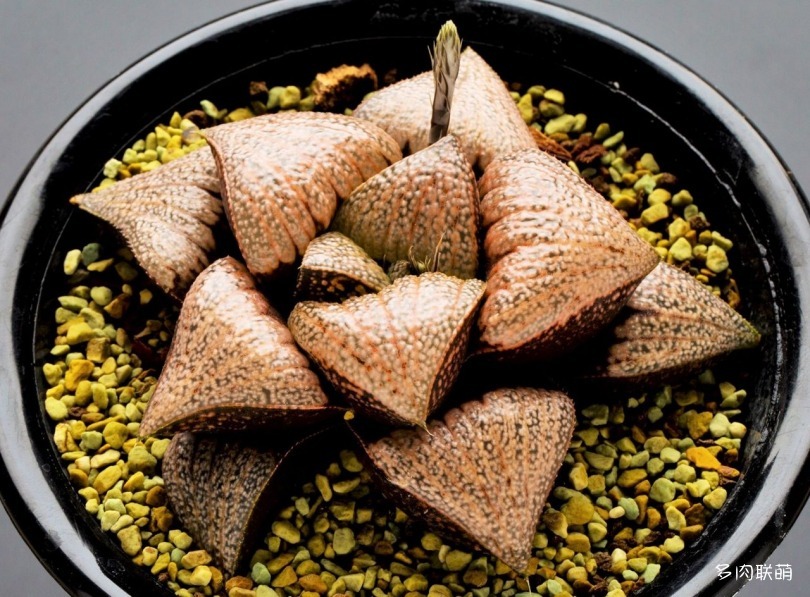 多肉玉露寿的品种图鉴,日本十大耐阴多肉