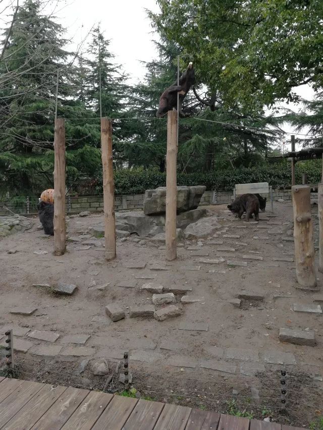 在上海迪士尼怎么玩比较快呢,在上海迪士尼玩一整天