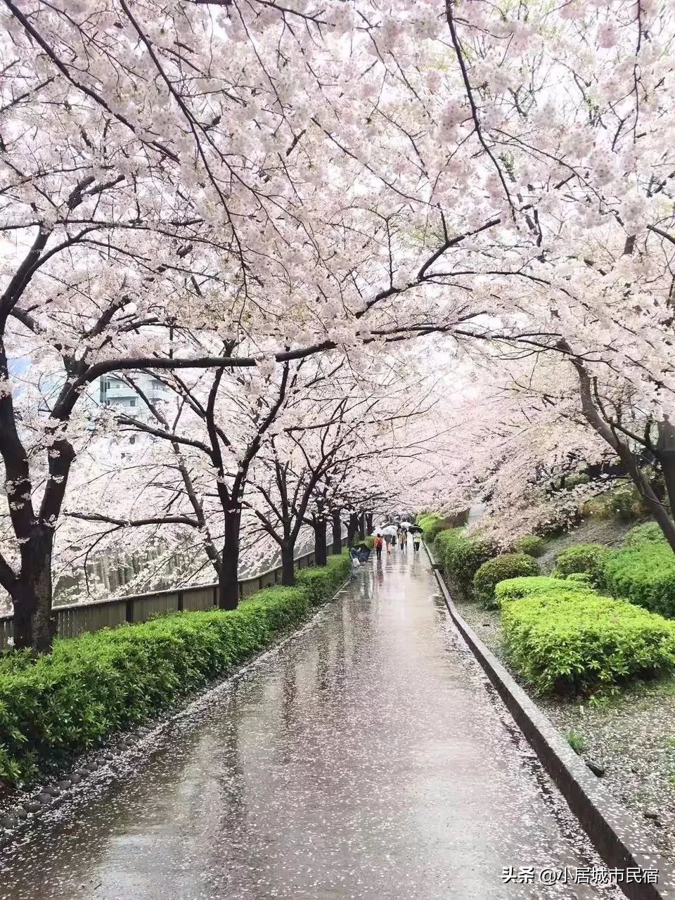 从化旅游景点大全樱花,从化樱花旅游景点