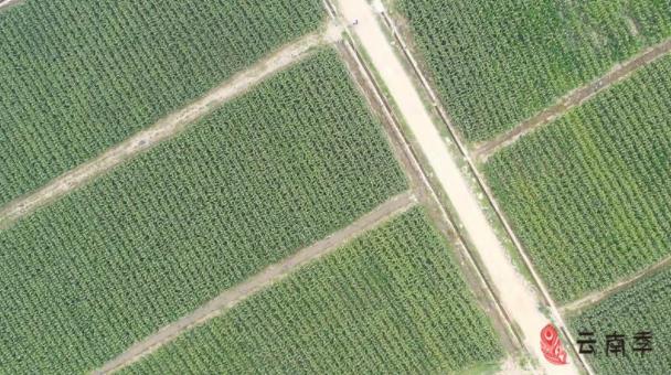 西双版纳甜糯小玉米排行第一,香糯小玉米西双版纳好吃吗