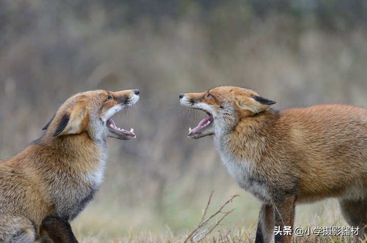 尼康180-400镜头有啥缺点,尼康长焦拍摄风景性价比高