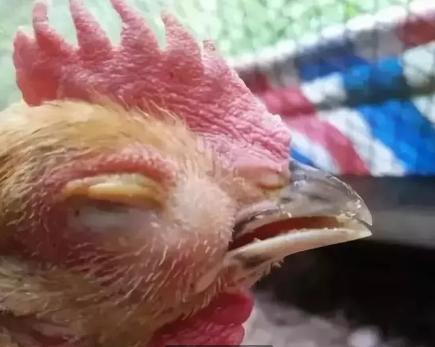 养的鸡眼睛瞎了怎么回事,鸡的眼睛肿瞎了是什么病