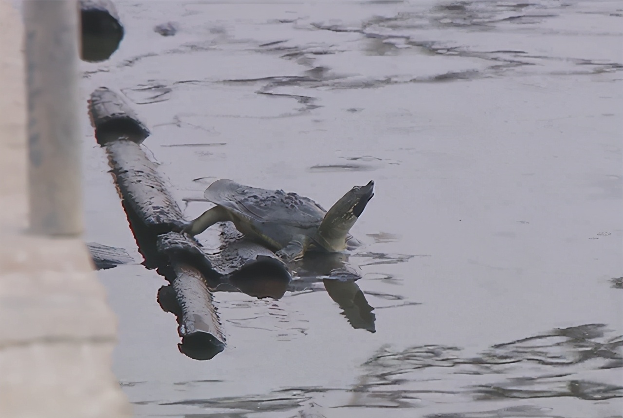 大棚养殖老鳖,大棚养鳖技术