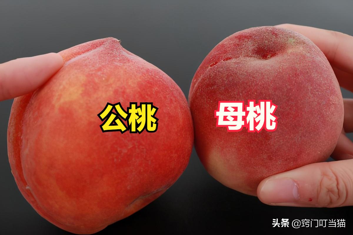 买公桃子还是母桃子,公桃子和母桃子怎样区分
