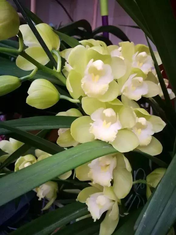 最好养爱开花的兰花,四季能开花的兰花有哪些