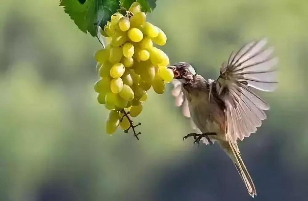果园鸟害最佳防治方法,鸟害措施