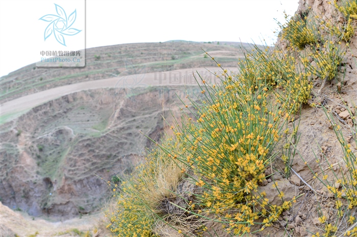 藁本神农本草经,神农本草经葛根原文