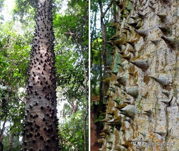 大自然的奇妙之处写话,大自然的奇妙之处作文350字