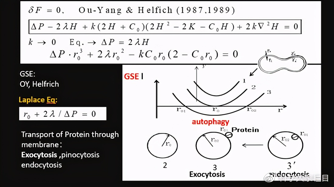 红细胞是双凹圆盘状图片,红细胞的形态是双凹
