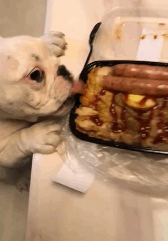 打骂狗狗后怎么才能让狗狗原谅,打骂小狗狗了怎么办