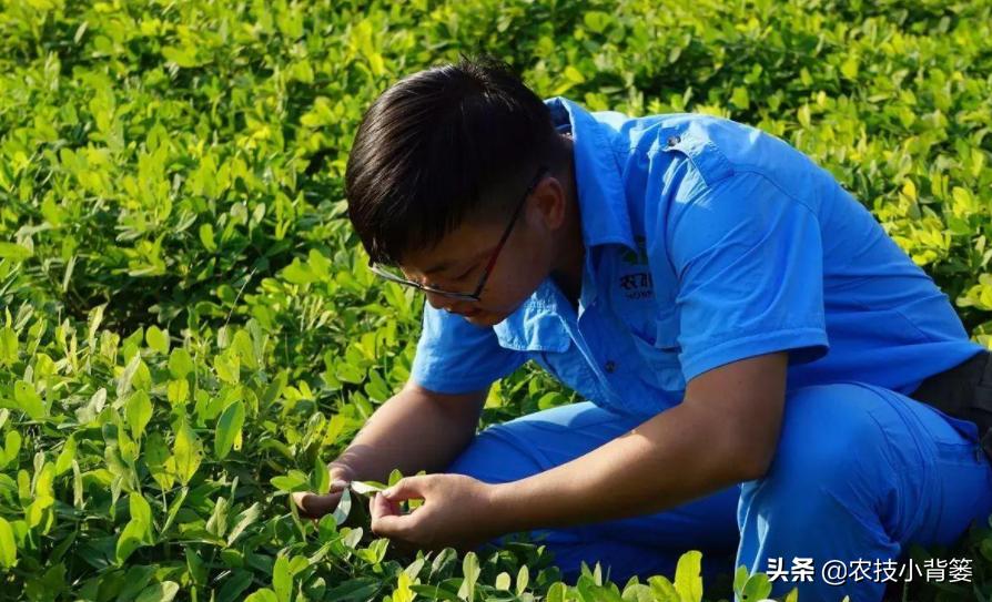 肥害后可以喷施叶面肥吗,喷叶面肥出现肥害怎么办