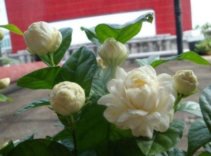 自制花肥酵素哪种最好,自己做酵素花肥怎么操作