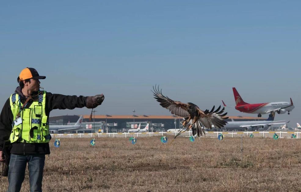世界上最大的鸟撞飞机,一只鸟撞上飞机导致坠毁