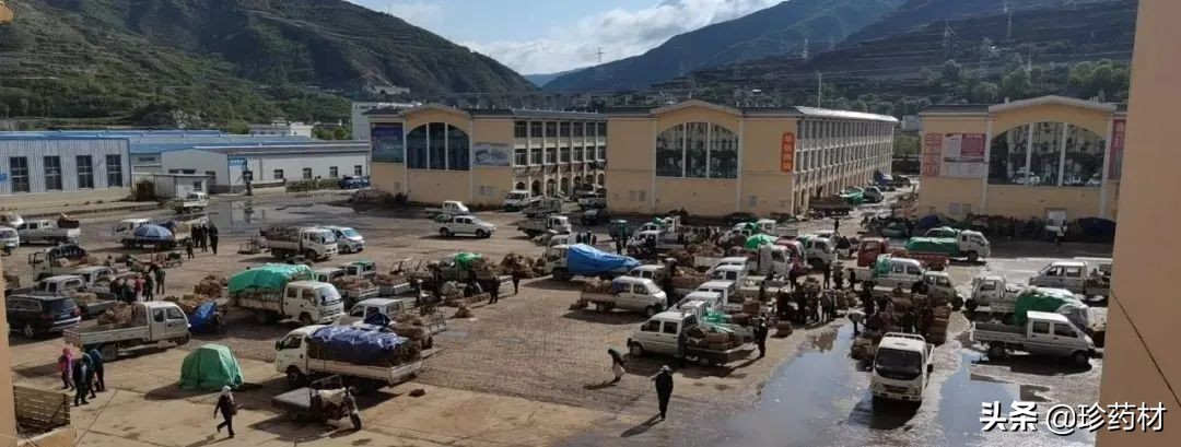 药材市场今日观察第五期,药材市场每日观察二十四期