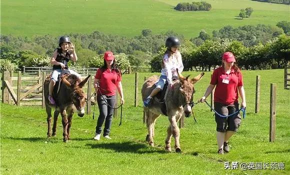 羊驼治愈案例,动物治愈焦虑