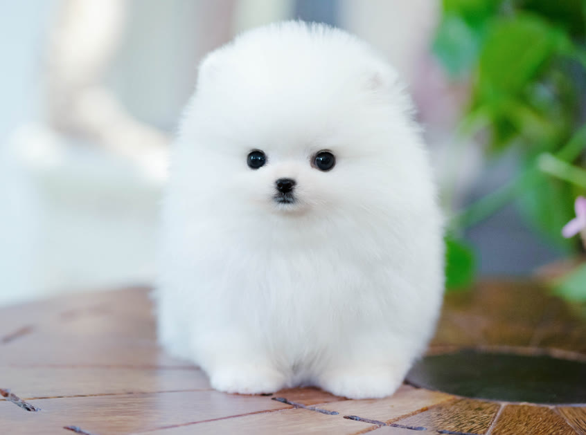 你们的博美都吃什么狗粮,不知道狗狗吃什么怎么办