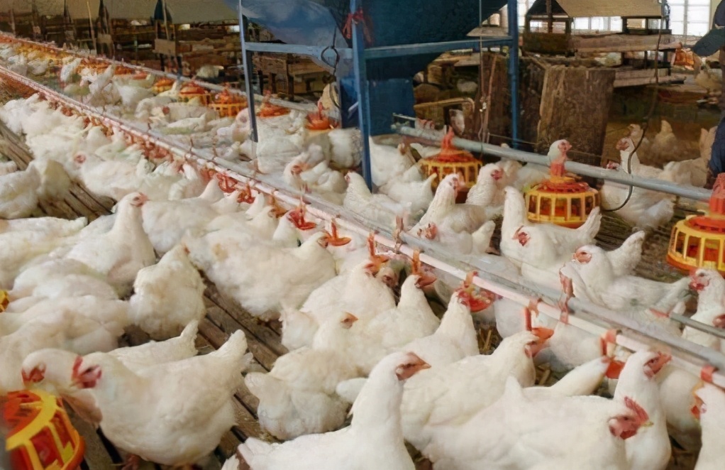 鸡呼吸道病怎么区分,鸡呼吸道病一览表