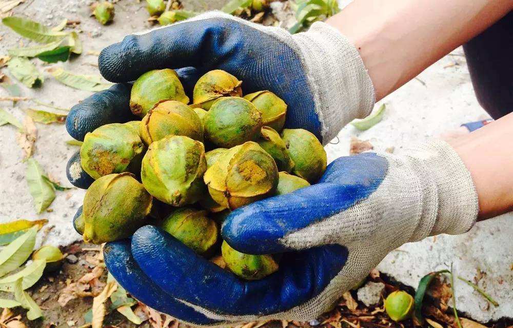 临安山野小核桃,临安高山山核桃