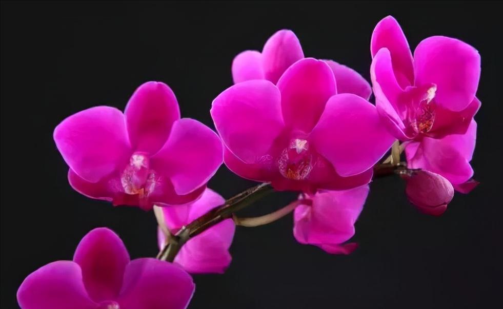 鍏拌姳绉嶇被鍥鹃壌,鐪嬭姦澶磋鲸鍏拌姳绉嶇被