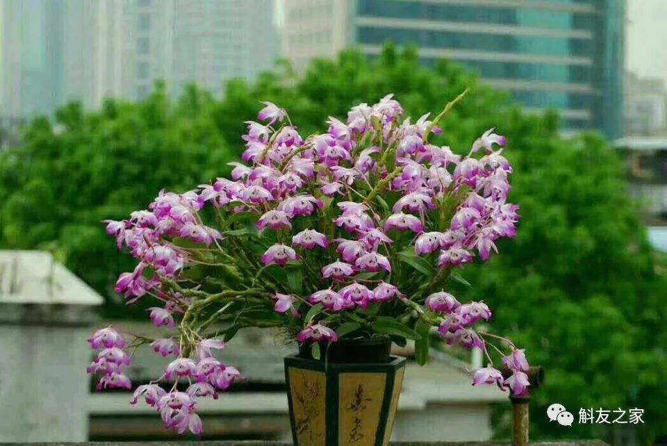 秋石斛兰叶黄了,石斛兰叶子黑尖