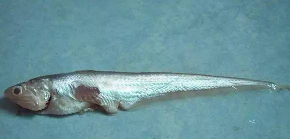 中国海鲜河鲜,市场河鲜海鲜种类大全