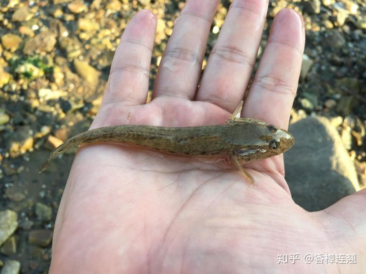 在大连生活怎么样,在大连生活十年是什么体验