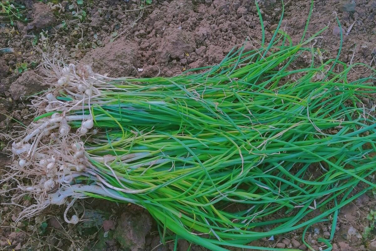 清明节出门踏青可以采哪些野菜,清明必吃的5种野菜