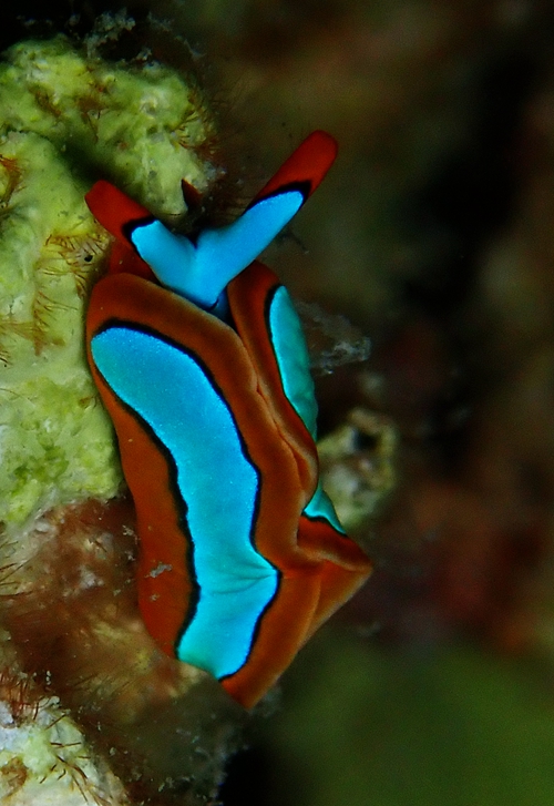 稀有海兔,最稀少的海兔