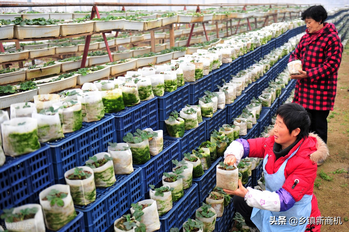 农村创业项目推荐2021小本生意,投资小适合农村的创业项目有哪些