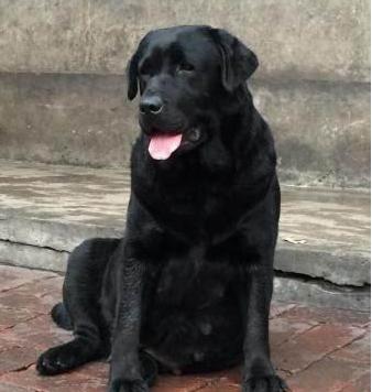 为什么黑色拉布拉多脸瘦长,为什么黑色拉布拉多比较凶