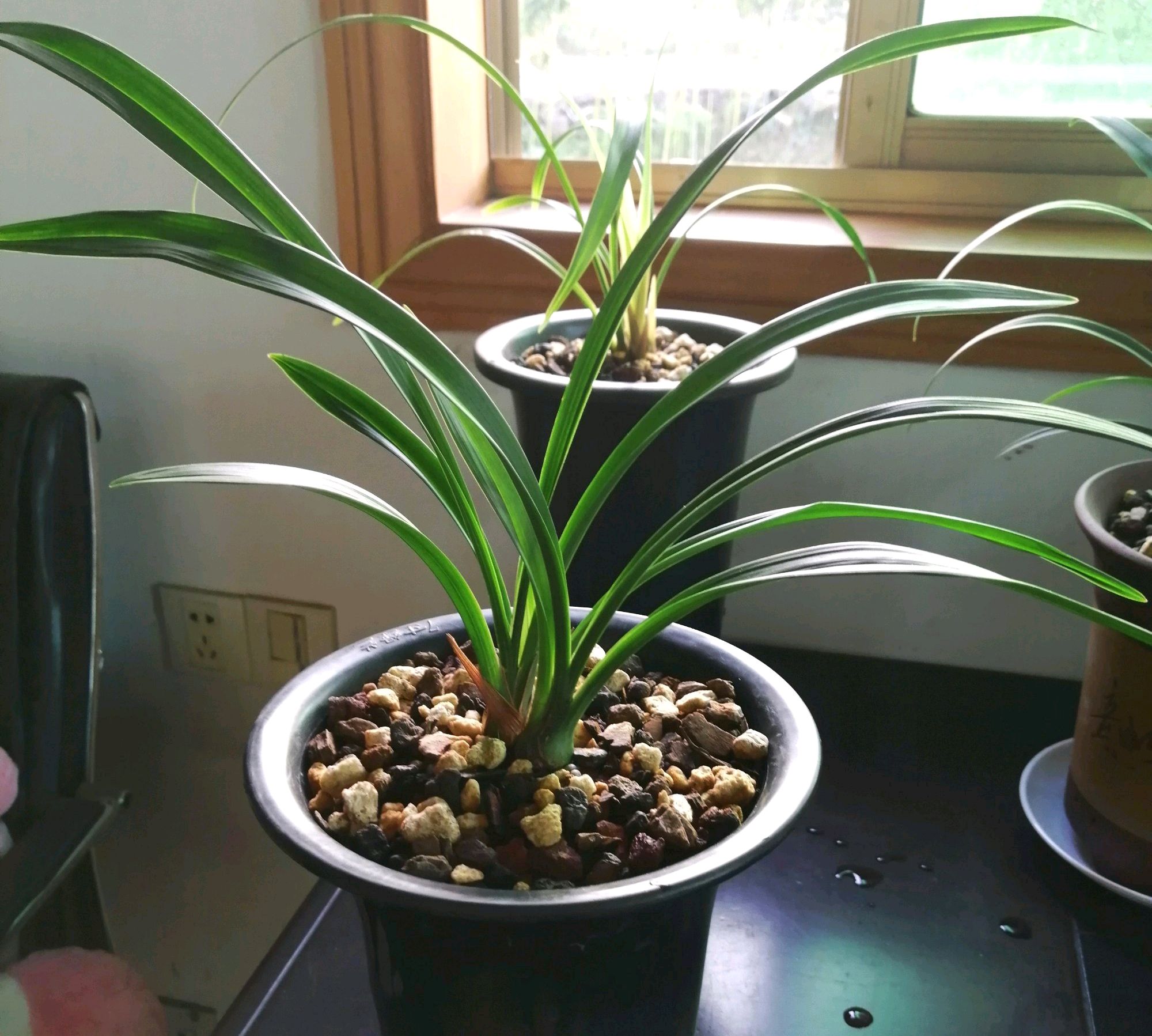 冬天兰花翻盆后水晶头消失,兰花上盆以后怎么判断死活