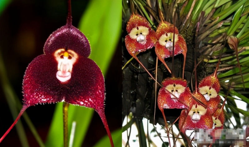 12生肖对应的花卉植物,12生肖适合什么植物