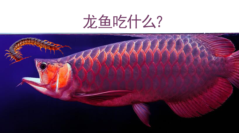 养了十年的龙鱼拒食怎么回事,养了半年龙鱼受到惊吓怎么解决