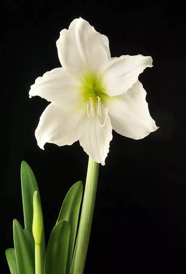 赏花时间表,赏花季节及图片