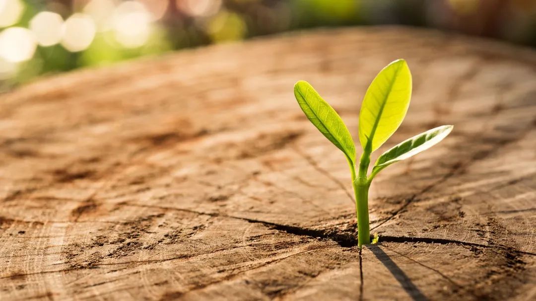刘力红是什么样的,刘力红三和学院