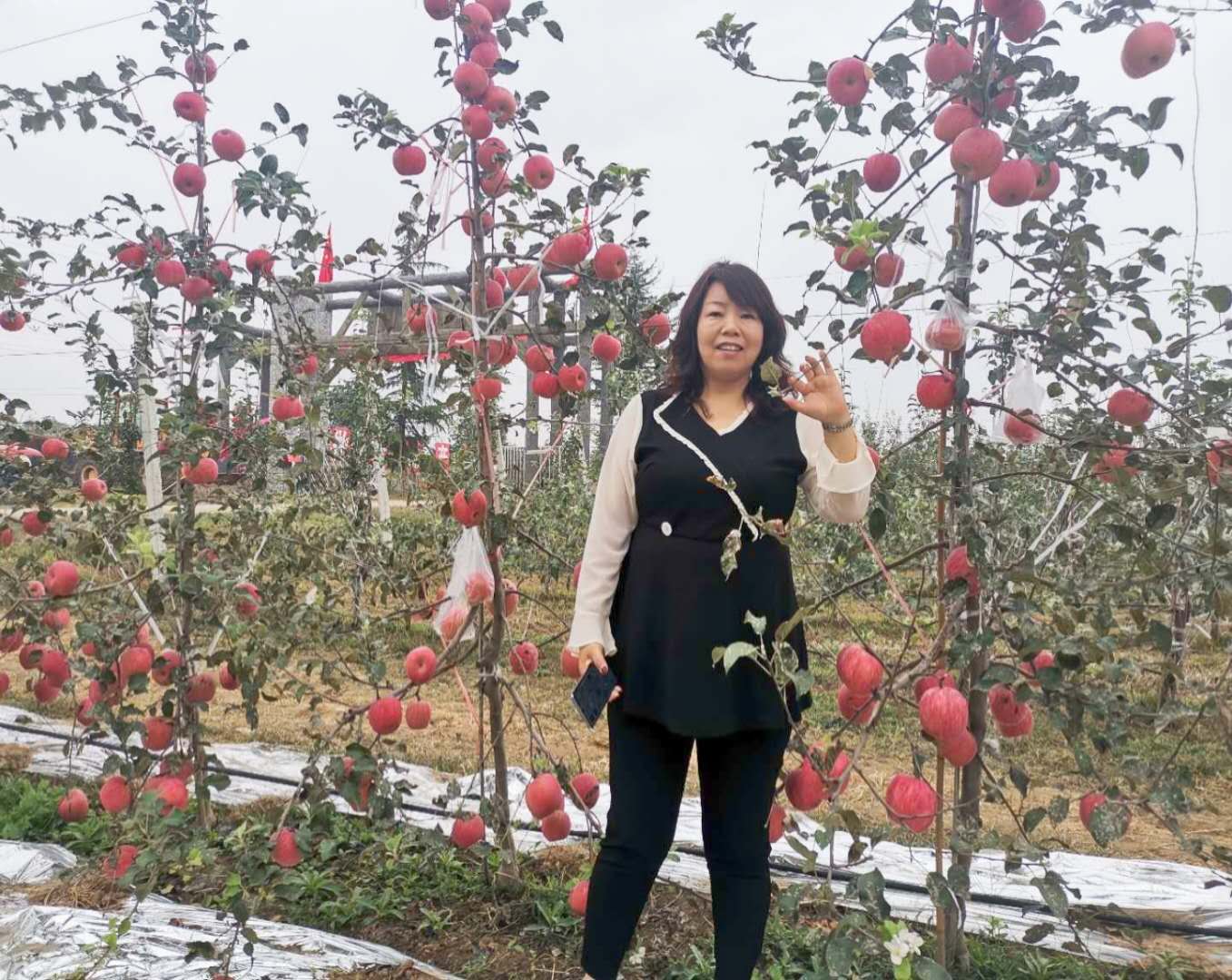 中国最新选育苹果品种,9个品种苹果