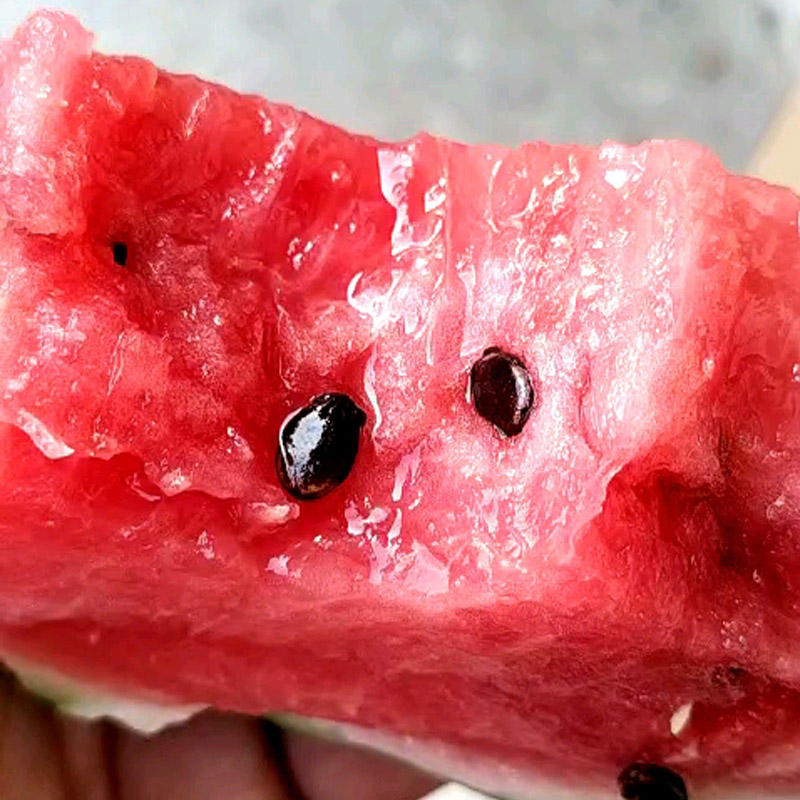 8424西瓜种植技术,8424露天种植西瓜品种哪个好管理