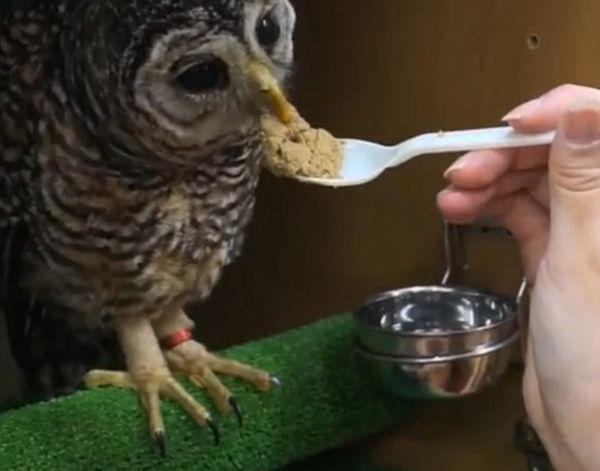 养猫头鹰猫头鹰会认主人吗,有可以当宠物养的猫头鹰吗