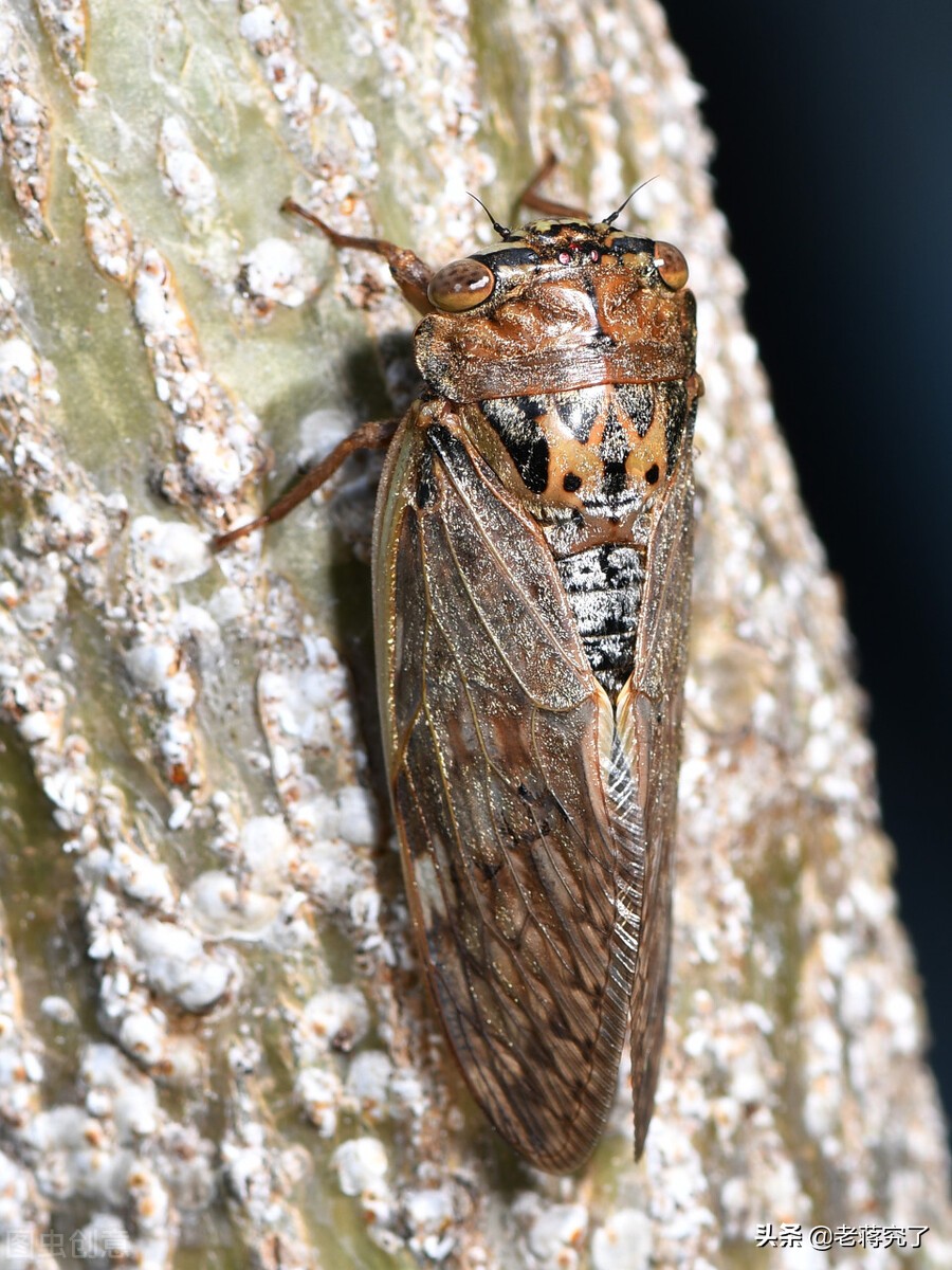 盘点常见鸣虫叫声,鸣虫什么时候鸣叫