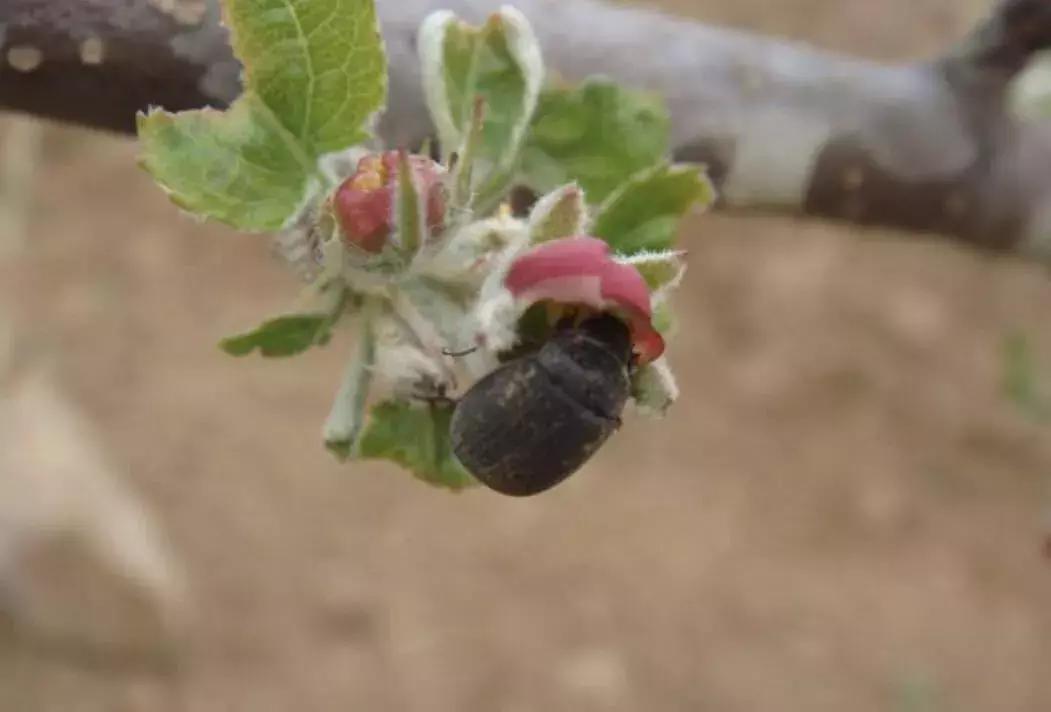 苹果虫害最佳防治方法,苹果各种虫害最佳防治时间