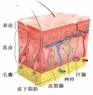 新西兰羊奶对比国内羊奶,为什么新西兰羊奶好
