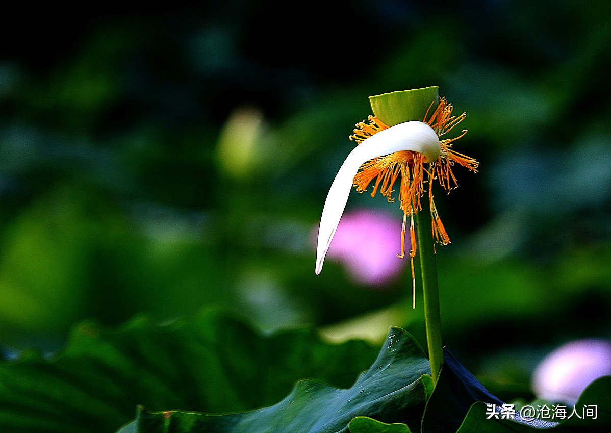 写荷花的诗词有多少,禅意荷花的诗词