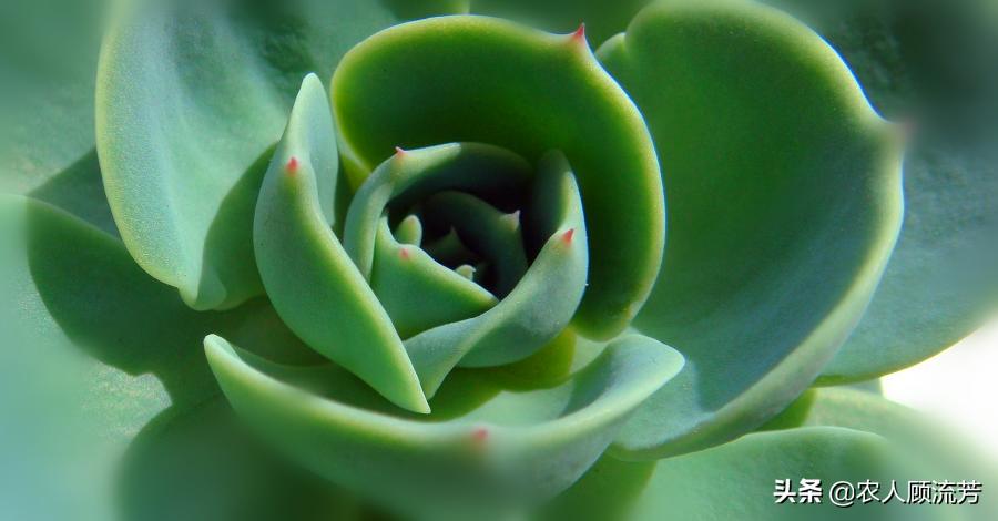 多肉植物玉蝶锦和富士有什么区别,多肉植物玉蝶的养殖方法与管理