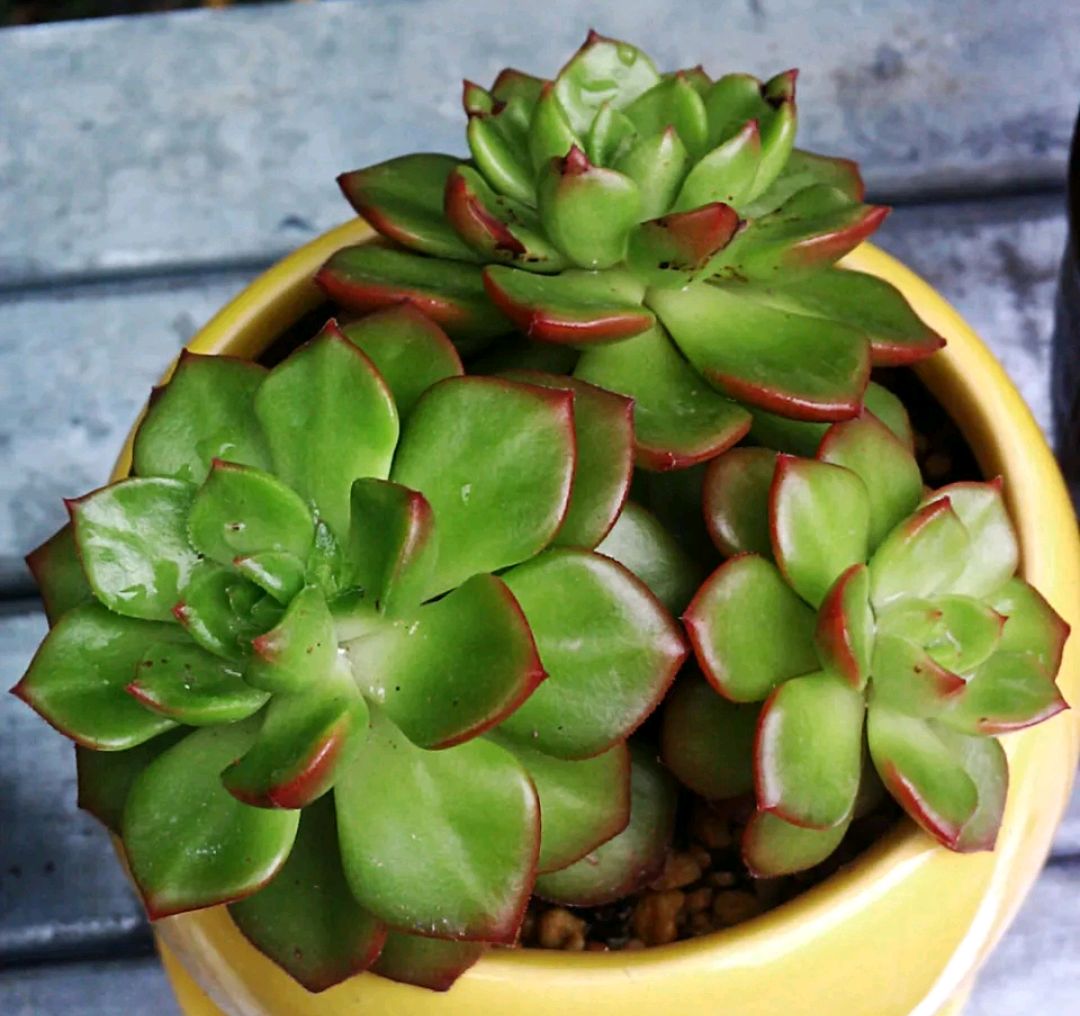 买回来的多肉怎么养,多肉蒂亚的叶子一摸就掉是咋回事