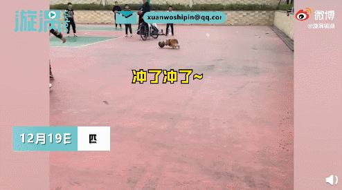 白柯基妈妈生宝宝,白狗妈妈生了一窝黑狗