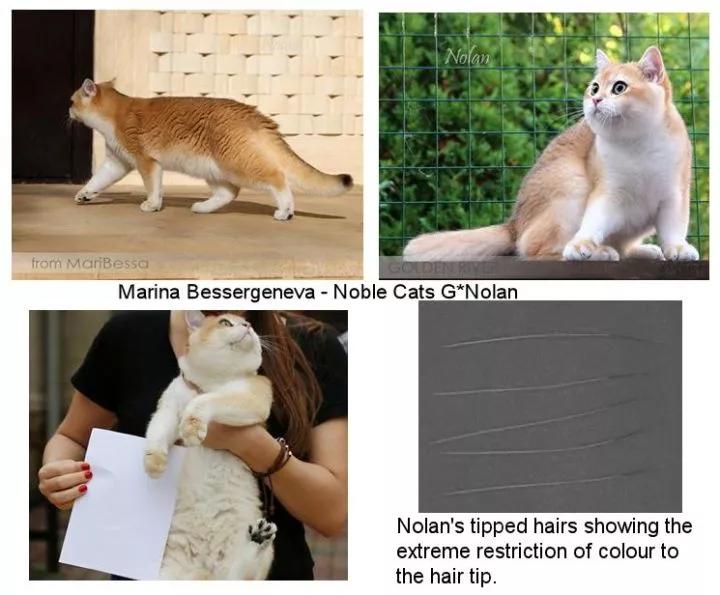 金点和银渐层配出来什么猫,金点渐层猫价格