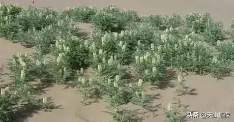 野外发现珍贵的植物千万要注意,新疆南疆常见荒漠野生植物