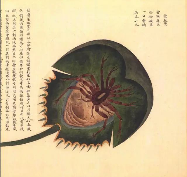 清代海错图有用吗,故宫海错图展